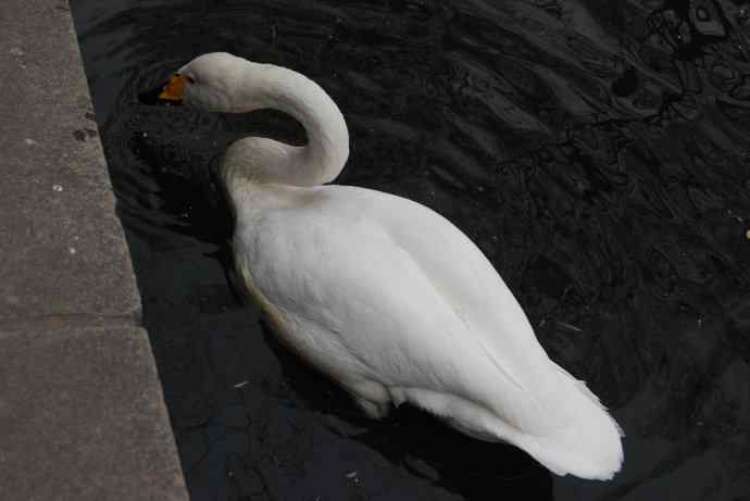 天鹅（送给小朋友GIGI）