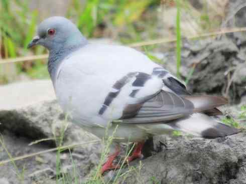 家禽驯化之源之四