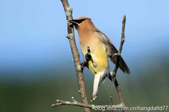 雪松太平鸟（2）