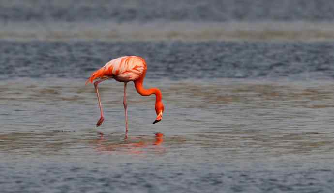 远方的神秘来客---野生火烈鸟