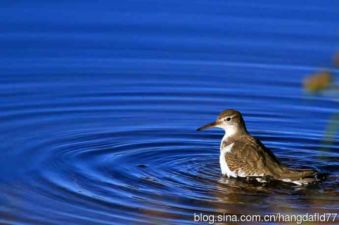 斑腹矶鹬（非繁殖期）之二