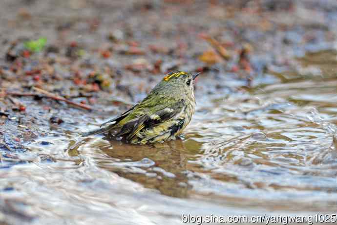 北京天坛公园的鸟类——戴菊鸟（23）