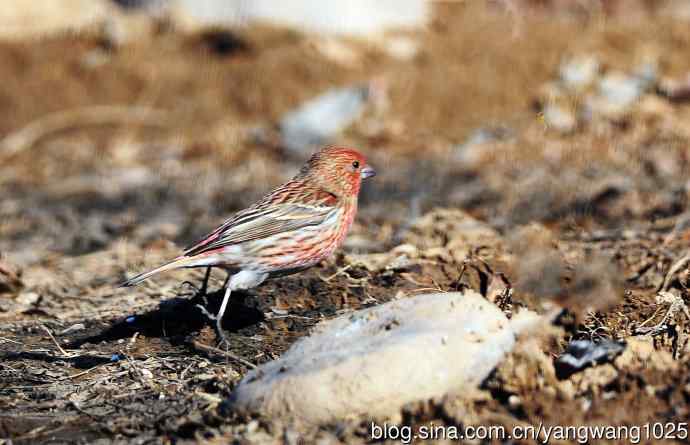 雄性北朱雀（1）