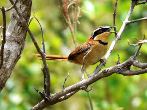 美丽无罪：雀鸟之欣赏2