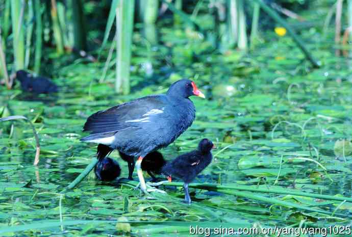 妈妈与宝宝（黑水鸡）
