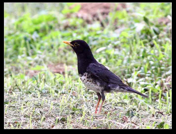武汉观鸟会初级观鸟讲座[第6课]——武汉大学的鸫