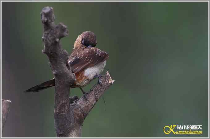 白腰文鸟一组【照片】