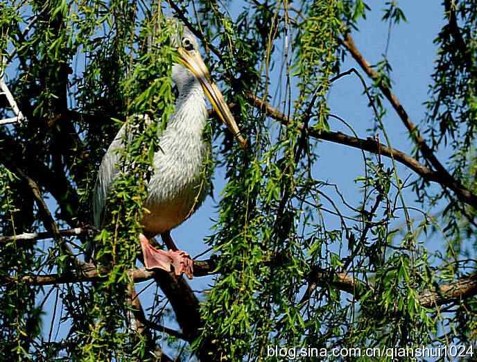 大鹈鹕上树.翠湖湿地 大鹈鹕上树.翠湖湿地