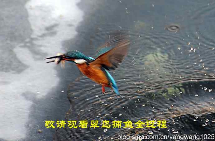 捕鱼全过程（纪实）