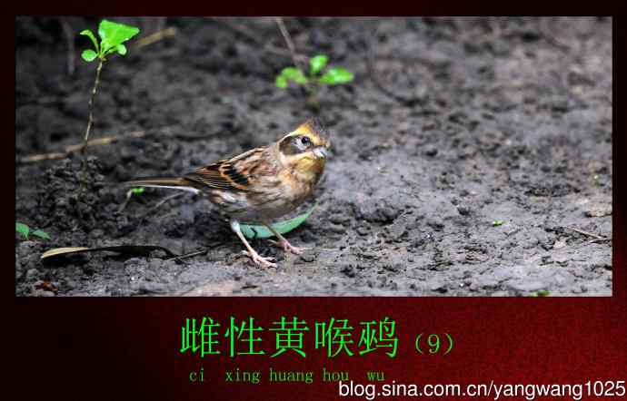 北京天坛公园的鸟类——雌性黄喉鹀（9）