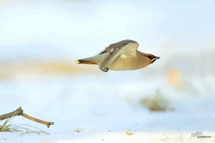 北京农展馆院子里的太平鸟