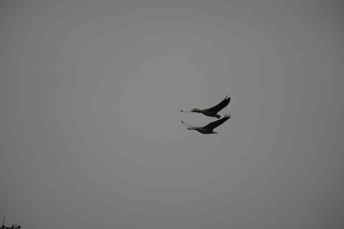 北京动物园的鸟类——比翼双飞