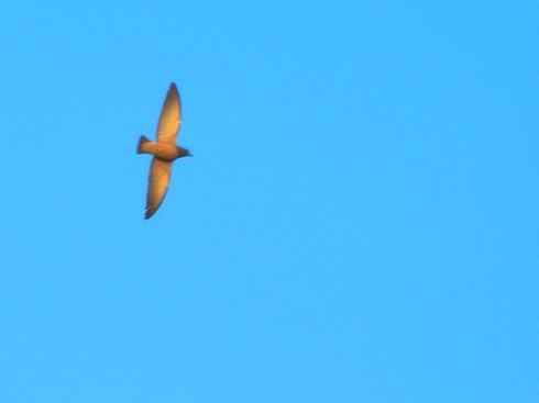 雀鸟也彪悍：空中精灵(燕鵙科)