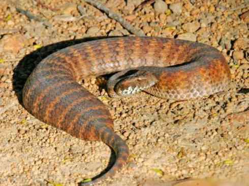 龙：传说的兽原型探秘（澳洲眼睛蛇类）