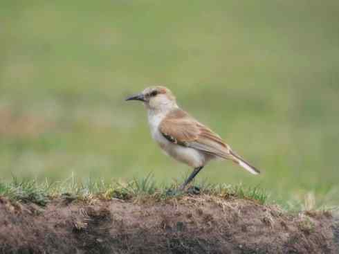 另类鸟类建筑师之二（褐背拟地鸦、雪雀）