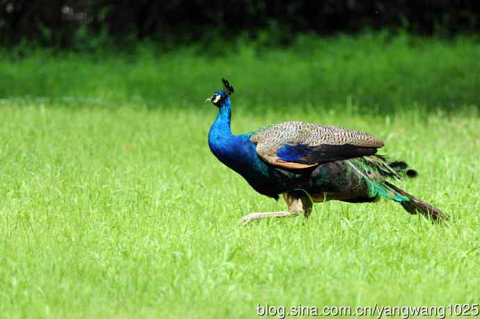 伏天的蓝孔雀 伏天的蓝孔雀