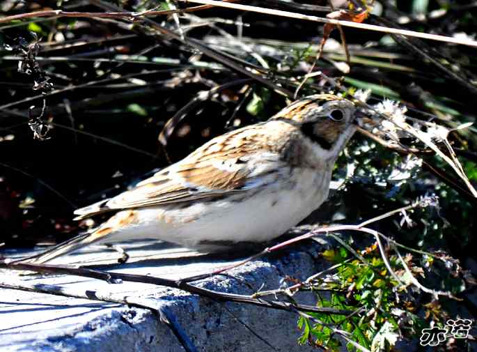 北京西山&nbsp;wbr路&nbsp;wbr铁爪鵐