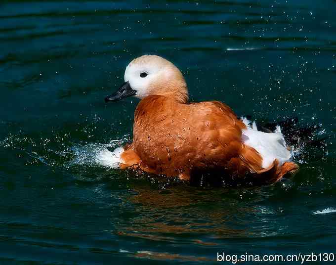 天鹅之舞（组图，8张图片）