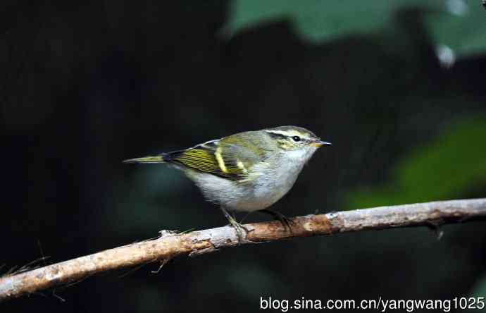 黄眉柳莺（22）