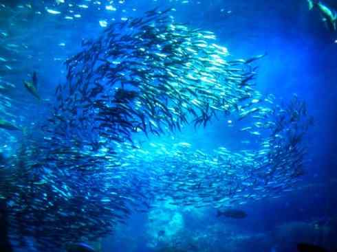 自然奇观：动物大迁徙(沙丁鱼)