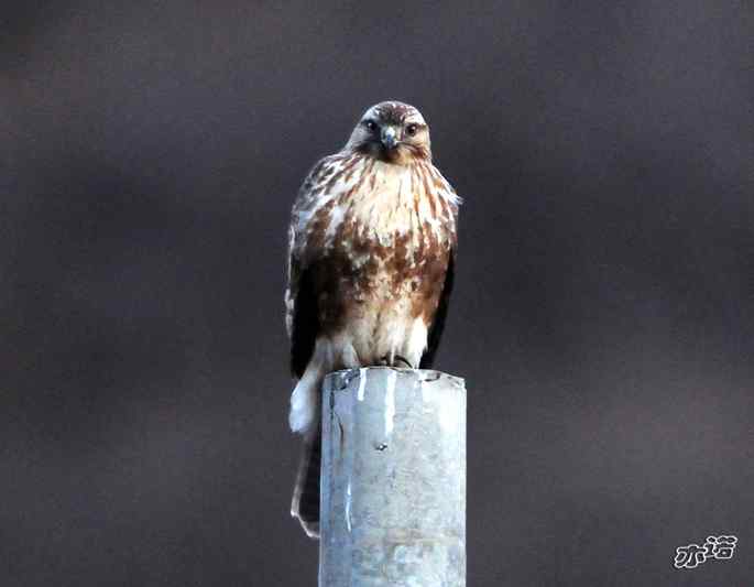 白河峡谷的鵟 白河峡谷的鵟