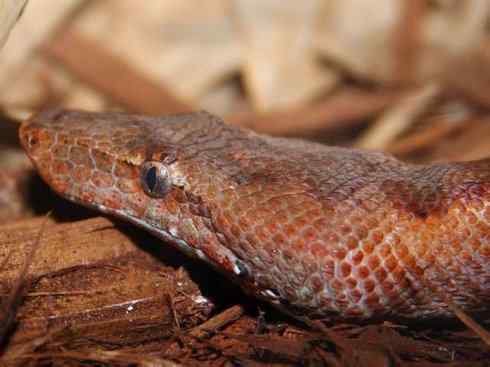 龙：传说的兽原型探秘（树蚺类）