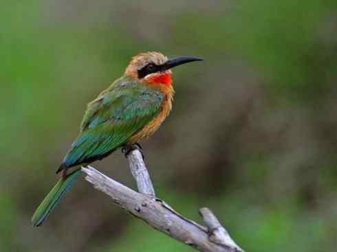 绝色攀禽：佛法僧目之蜂虎4