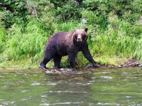 十大喜食蜂蜜动物：黑熊