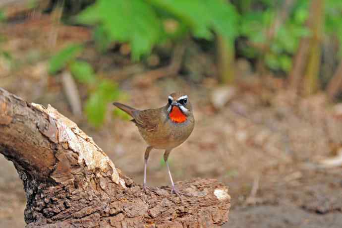 雄性红喉歌鸲（7）