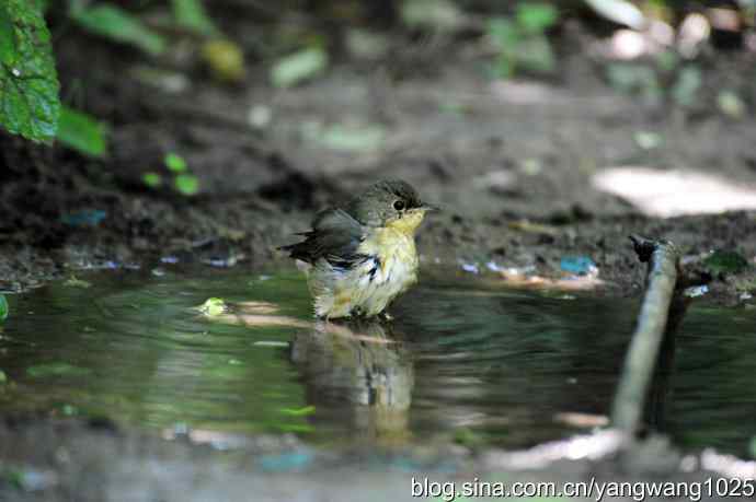 北京天坛公园的鸟类——蓝歌鸲（雌）3