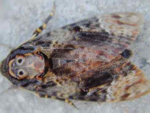 十大喜食蜂蜜动物：鬼脸天蛾