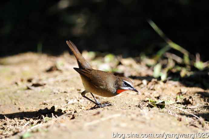 红喉歌鸲（16）