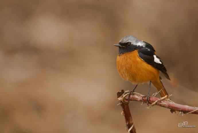 小鸟北红尾鸲&nbsp;wbr♂