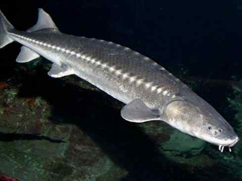 鱼类活化石：中华鲟