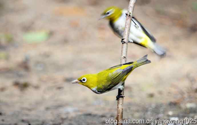 红胁绣眼鸟（5）