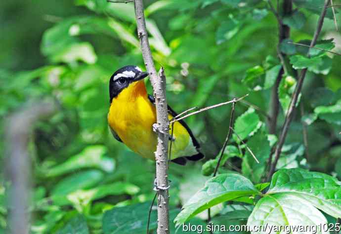 雄性白眉姬鹟（4）