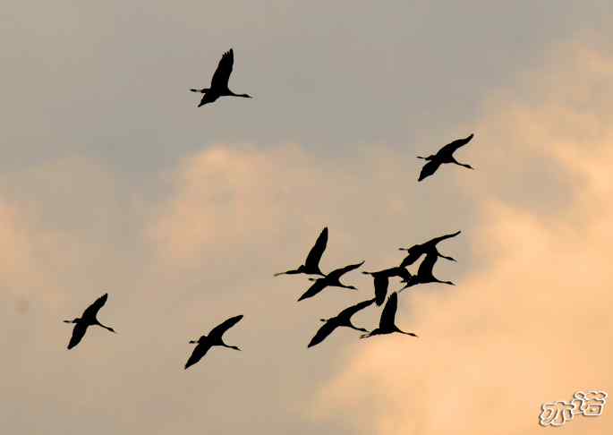 官厅水库&nbsp;wbr路&nbsp;wbr飞行的鸟儿