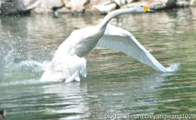 舞（天鹅之舞）