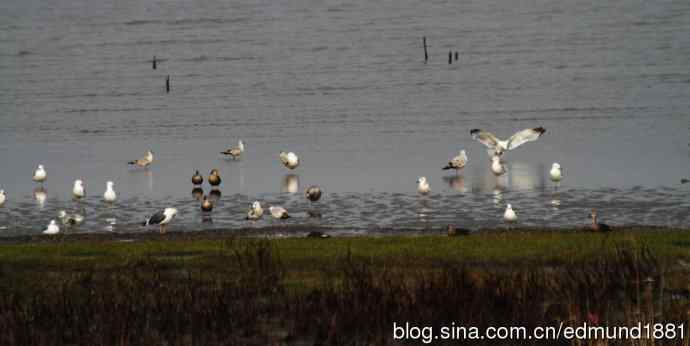 吴淞炮台湾湿地公园3月鸟况