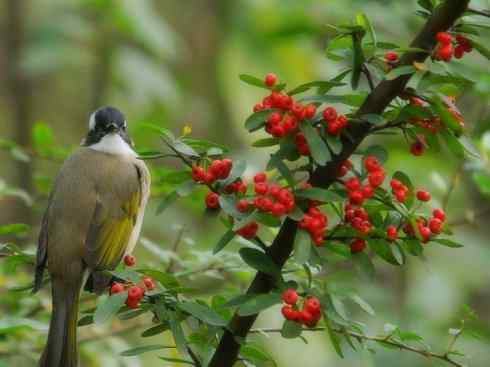 白头鸟类：另类的美丽（白头鹎）