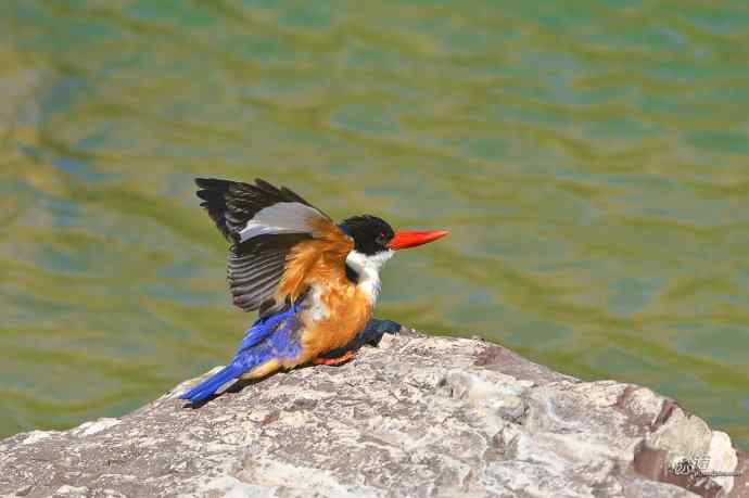 幽谷蓝妃出浴图 幽谷蓝妃出浴图