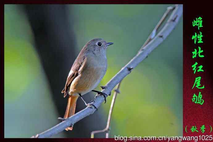 雌性北红尾鸲（秋季）