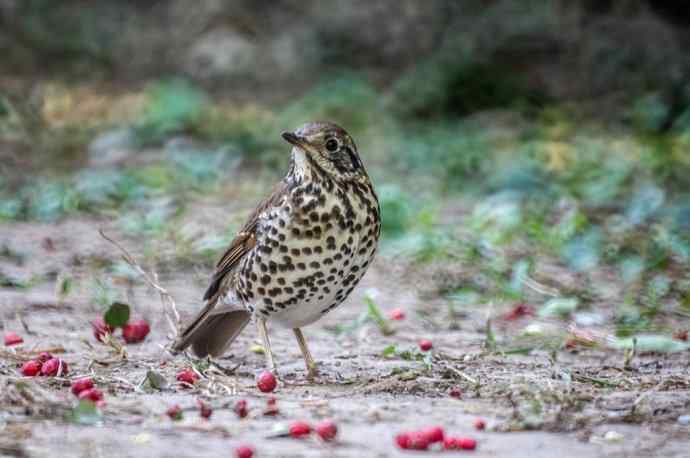 这个鸫鸫很难得