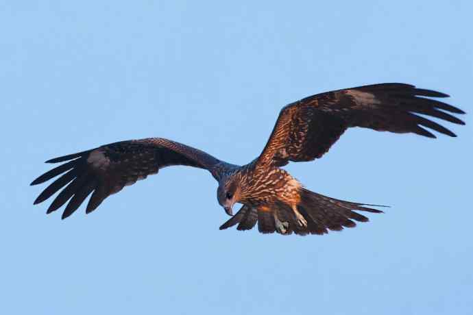 秋季野鸭湖 wbr热拍黑耳鸢