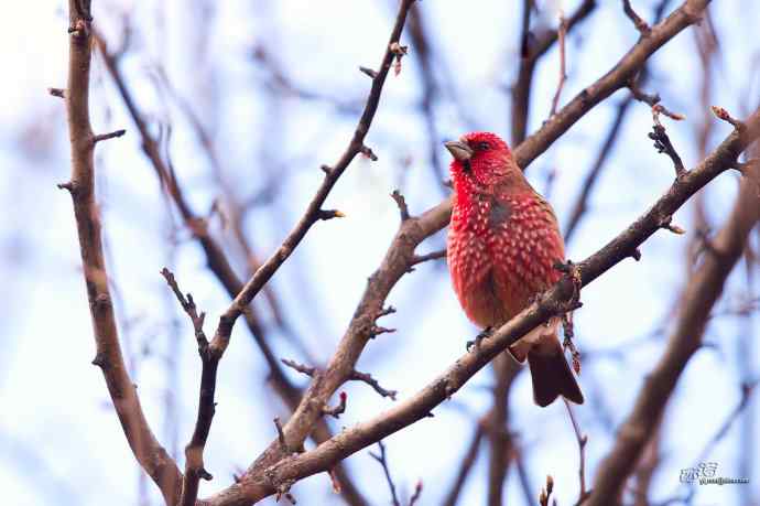 轻寒薄暖，再上川西