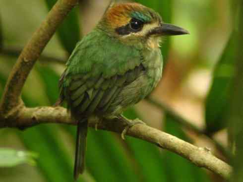 绝色攀禽：佛法僧目之翠鴗