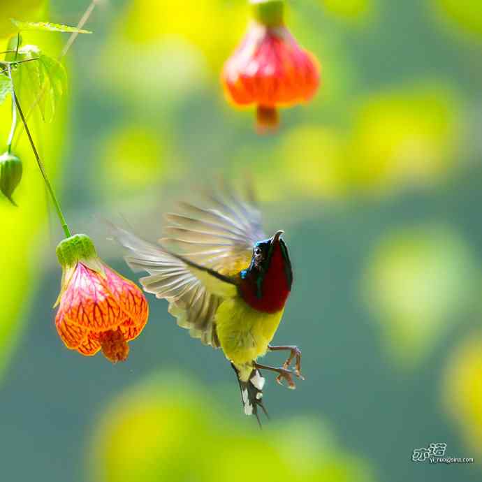 灯笼花上的叉尾太阳鸟