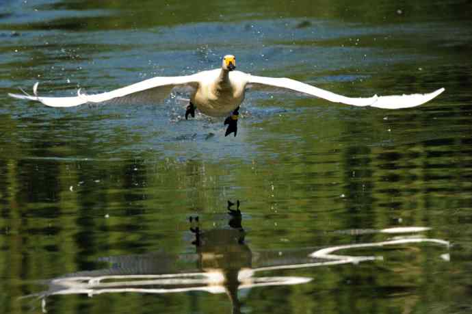 迎面飞来白天鹅