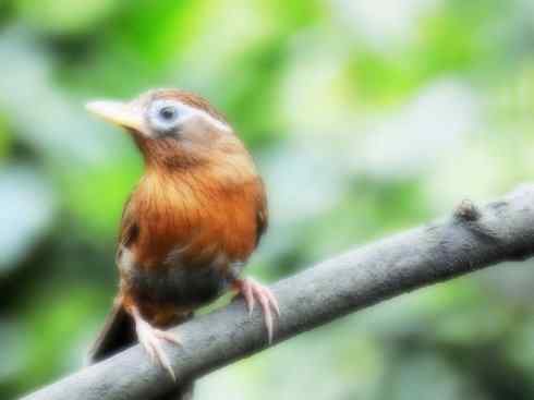 家禽驯化之源之十五 家禽驯化之源之十五