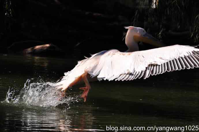 再拍鹈鹕 wbr wbr12